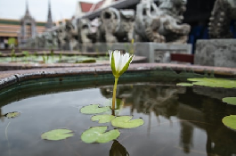 菡萏花：湖上的明珠